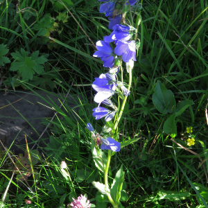 Photographie n°2438220 du taxon Campanula rhomboidalis L.