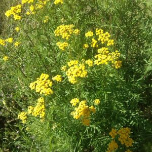 Photographie n°2438238 du taxon Tanacetum vulgare L. [1753]