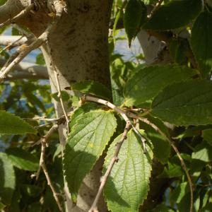 Photographie n°2438246 du taxon Celtis australis L. [1753]