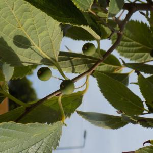 Photographie n°2438250 du taxon Celtis australis L. [1753]