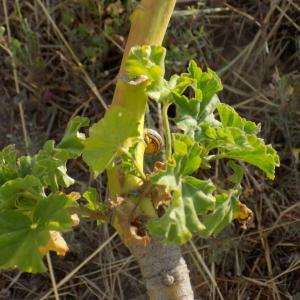 Photographie n°2438254 du taxon Malva arborea (L.) Webb & Berthel.