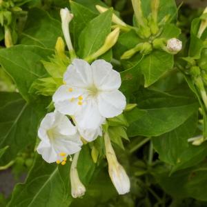 Photographie n°2438263 du taxon Mirabilis jalapa L.