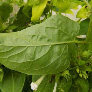 Photographie n°2438269 du taxon Mirabilis jalapa L.