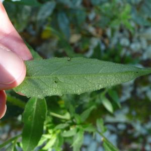 Photographie n°2438372 du taxon Hesperis matronalis subsp. nivea (Baumg.) E.P.Perrier