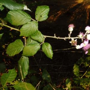 Photographie n°2438375 du taxon Rubus ulmifolius Schott [1818]