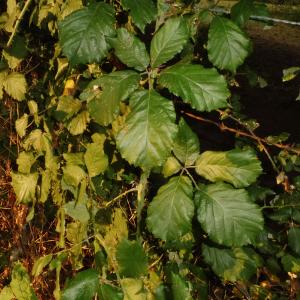 Photographie n°2438377 du taxon Rubus ulmifolius Schott [1818]