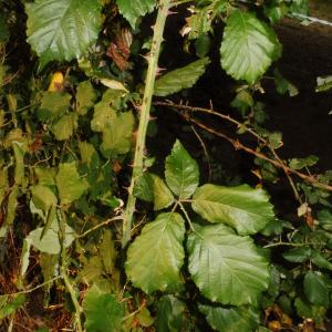 Photographie n°2438378 du taxon Rubus ulmifolius Schott [1818]