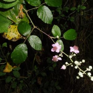 Photographie n°2438379 du taxon Rubus ulmifolius Schott [1818]