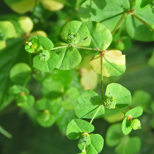 Photographie n°2438400 du taxon Euphorbia stricta L. [1759]