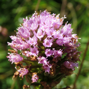 Photographie n°2438413 du taxon Traunsteinera globosa (L.) Rchb.