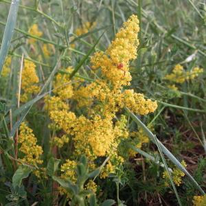 Photographie n°2438437 du taxon Galium verum L.