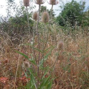 Photographie n°2438443 du taxon Dipsacus fullonum L.