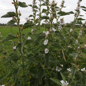 Photographie n°2438447 du taxon Althaea officinalis L. [1753]