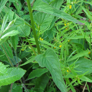 Photographie n°2438475 du taxon Phyteuma spicatum L.