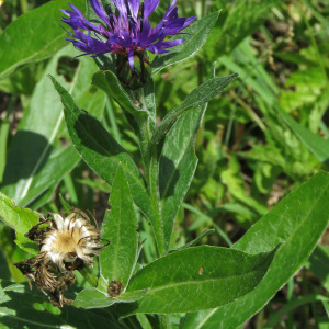Photographie n°2438481 du taxon Cyanus montanus (L.) Hill [1768]