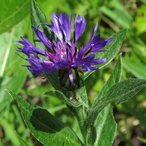 Photographie n°2438482 du taxon Cyanus montanus (L.) Hill [1768]