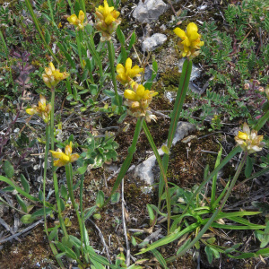 Photographie n°2438483 du taxon Genista sagittalis L.
