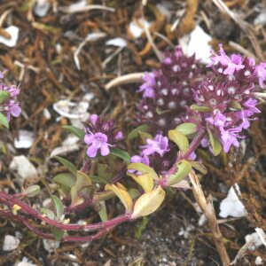 Photographie n°2438491 du taxon Thymus drucei Ronniger