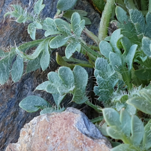 Photographie n°2438522 du taxon Papaver alpinum subsp. suaveolens (Lapeyr. ex P.Fourn.) O.Bolòs & Vigo [1974]