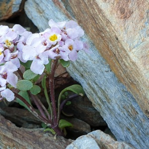 Photographie n°2438527 du taxon Iberis spathulata subsp. spathulata