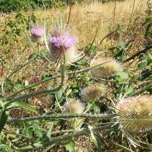 Photographie n°2438581 du taxon Dipsacus fullonum L. [1753]