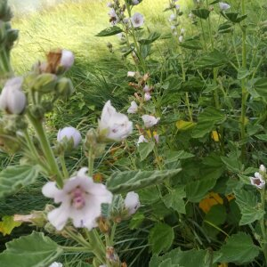 Photographie n°2438611 du taxon Althaea officinalis L. [1753]