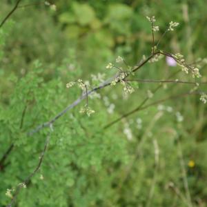 Photographie n°2438645 du taxon Thalictrum minus L. [1753]