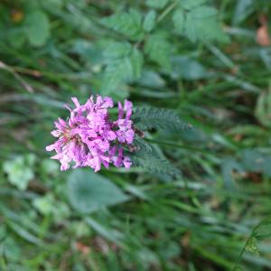 Photographie n°2438659 du taxon Stachys officinalis (L.) Trévis. [1842]