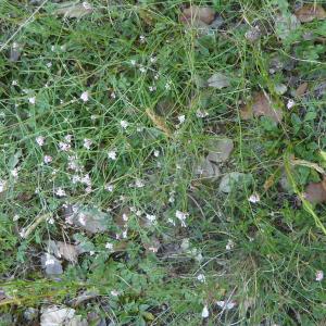 Photographie n°2438716 du taxon Asperula cynanchica L.