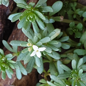 Photographie n°2438771 du taxon Galium cometorhizon Lapeyr. [1818]