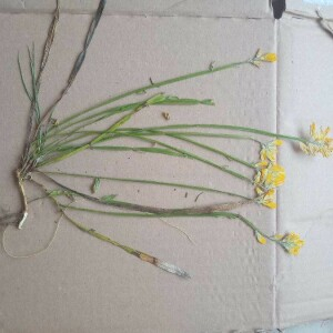 Photographie n°2438782 du taxon Genista sagittalis L. [1753]
