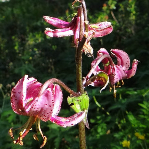 Photographie n°2438812 du taxon Lilium martagon L.