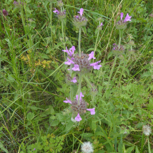 Photographie n°2438821 du taxon Clinopodium vulgare L.