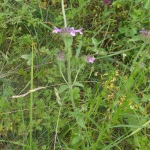 Photographie n°2438822 du taxon Clinopodium vulgare L.