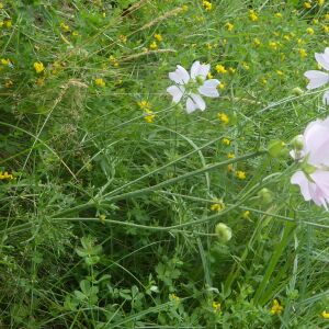 Photographie n°2438826 du taxon Malva moschata L.