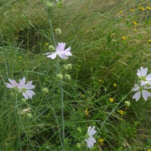 Photographie n°2438827 du taxon Malva moschata L.