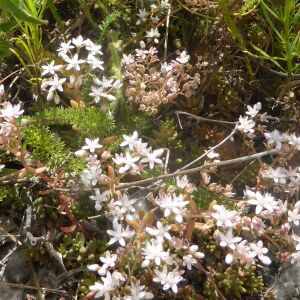 Photographie n°2438838 du taxon Sedum album L.