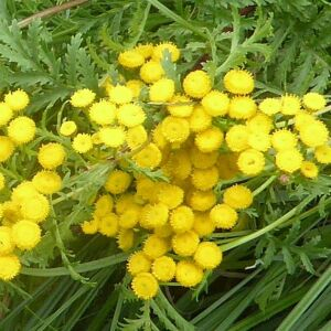 Photographie n°2438842 du taxon Tanacetum vulgare L.