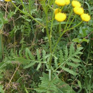 Photographie n°2438843 du taxon Tanacetum vulgare L.