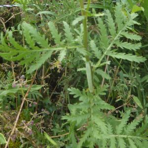 Photographie n°2438844 du taxon Tanacetum vulgare L.