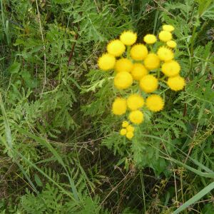 Photographie n°2438845 du taxon Tanacetum vulgare L.