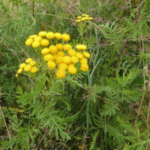 Photographie n°2438846 du taxon Tanacetum vulgare L.