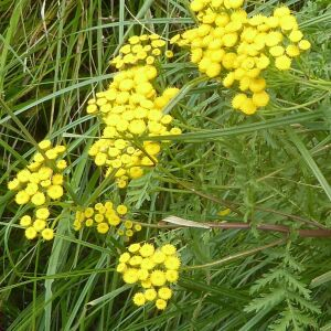 Photographie n°2438847 du taxon Tanacetum vulgare L.