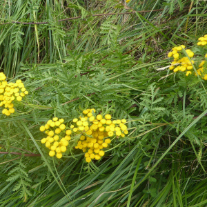Photographie n°2438848 du taxon Tanacetum vulgare L.
