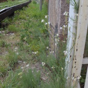 Photographie n°2438855 du taxon Linaria repens (L.) Mill.