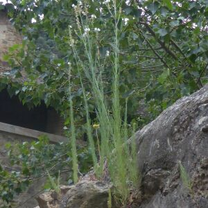 Photographie n°2438858 du taxon Linaria repens (L.) Mill.