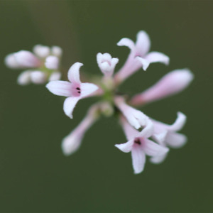 Photographie n°2438904 du taxon Asperula cynanchica L. [1753]