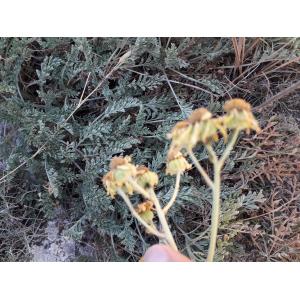 Artemisia alba subsp. kabylica (Chabert) Greuter