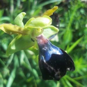 Ophrys atlantica Munby