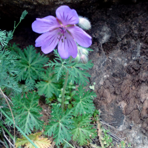 Photographie n°2438944 du taxon Geranium malviflorum Boiss. & Reut. [1852]